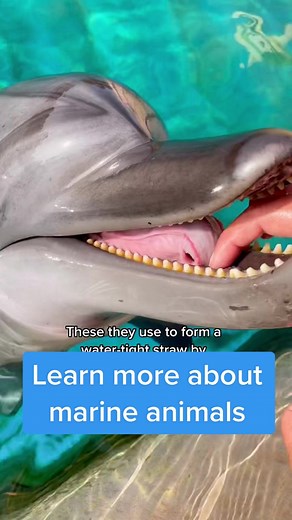 Do you know how dolphin calves drink milk from their mums? Check out Mika 😍🐬 #EducationAtAtlantis #AtlantisAtlasProject #AtlantisDubai