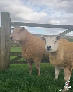 21K views · 1.9K reactions | A look behind the scenes of Ram shopping, have you seen a sheep taxi before? | Hall Hill Farm | Facebook