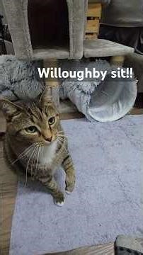 Unedited Cat Clicker Training - Cat learns tricks