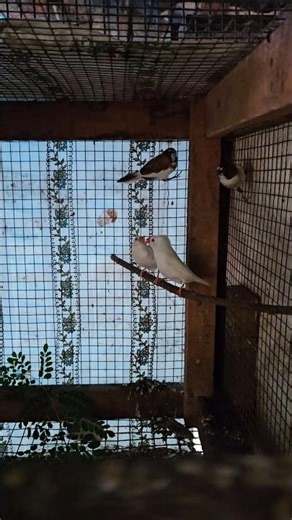 finch mating#shorts #viral