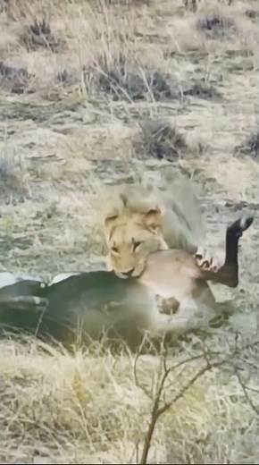 Lion eat Wildebeast testicles #krugernationalpark #wildanimals #animalwatch #wildlife