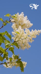 2.2K views · 21 reactions | Ivory Silk Lilac > Cleveland Pear • • • #ivorysilklilac #lilac #clevelandpear #trees #tree #plant #grow #garden #landscape #nursery #greenhouse #gardencenter #bestofeveryseason | Alsip Home & Nursery | Facebook