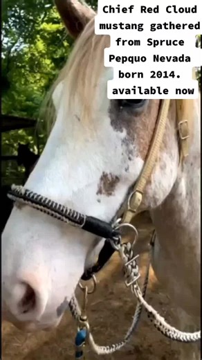 #mustangs of Oklahoma #mustangs #wild mustang #cowgirls #ranch