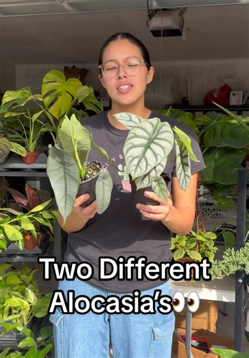 Comparing Alocasia Dragon's Breath and Silver Dragon