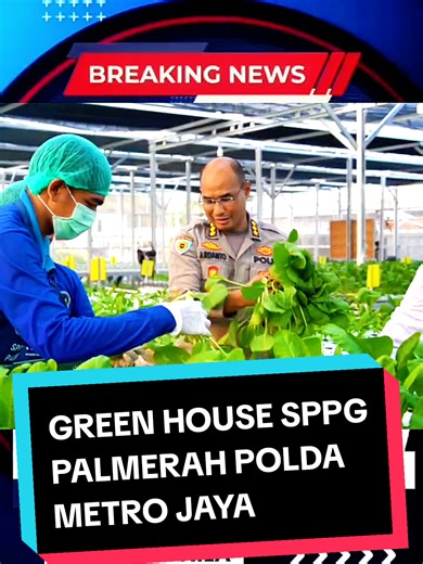BREAKING NEWS!! Greenhouse SPPG Palmerah Polda Metro Jaya memanen sayuran sawi dan ikan nila, Senin (11/5/2026). Hasil panen itu disiapkan untuk mendukung kebutuhan bahan baku menu bergizi di SPPG Polri Palmerah. Auditor Kepolisian Madya Tk III Itwasda Polda Metro Jaya Kombes Pol. Ardanto mengatakan panen sawi dilakukan dari tiga meja tanam. Total hasil panen diperkirakan mencapai 80 kilogram. “Siang ini kami sedang melakukan panen sayuran sawi di Greenhouse SPPG Palmerah Polda Metro Jaya. Saat 