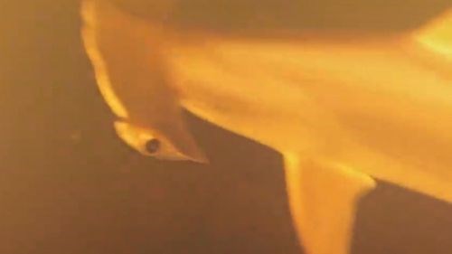 Sharks found living inside active underwater volcano