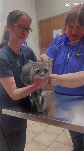 Moen Goes to the Vet! #moen #cat #catshorts #vet