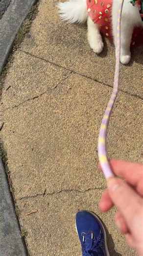 Poppet and the Wolf Pack on Reels