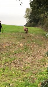 114K views · 634 reactions | Social distancing, Shetland pony style! Theses little fellas aren’t allowing anyone close  | Great British Racing | Facebook