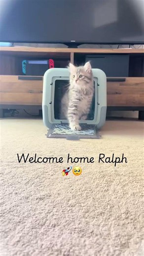 Meet our 3 month old blue tabby Siberian kitten 🩵🚀