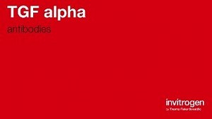 TGF alpha antibodies from Thermo Fisher Scientific