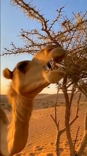 How does the camel eat this? 🐪