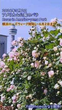 【Yokohamaみなと散歩】2026年5月2日・アメリカ山公園のバラ / Roses in America-yama Park【横浜ローズウィーク】