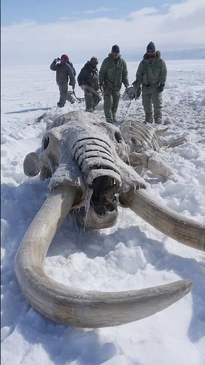 Gigantic Mammoth Bones Found in North American Tundra