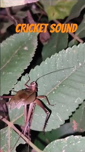 Do you know how a cricket makes its sound? #cricket #insects #noice #facts #sound #entomology