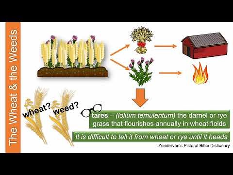 The Parable of the Wheat and Weeds