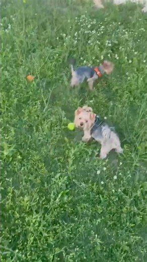 Играют 🐺❤️❤️ #йорк_терьер #pets #милота #милашка #puppy #песель #yorkie #собака #cute #суперсобака