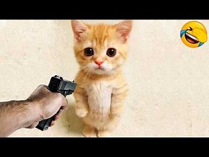 😂 Funny Cats & Dogs Compilation 2026 | Try Not to Laugh Challenge 🐱🐶