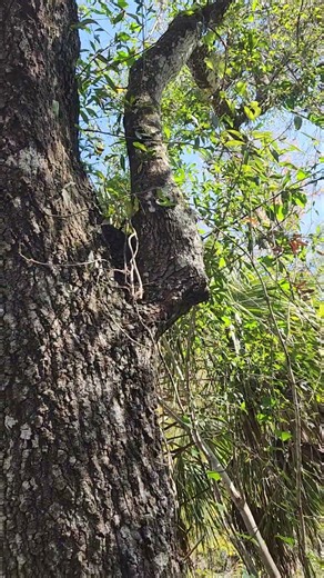 The swamp oak, Quercus laurifolia, in western Florida.