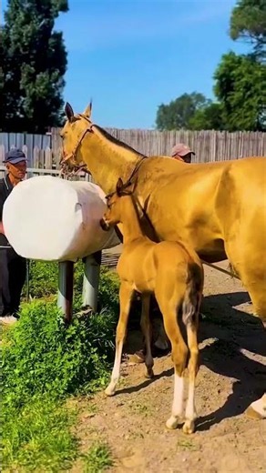 Very beautiful little horse​ 🥰