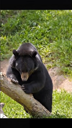 Asiatic black bear/moon bear (Ursus thibetanus) #wildlife #nature