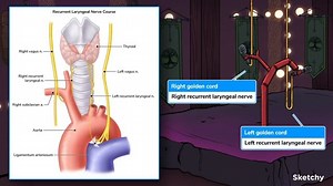 Recurrent Laryngeal Nerve - Free Sketchy Medical Lesson