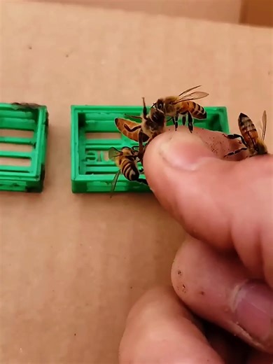 Bees Were Living Inside His Car Light ❤️ #shorts