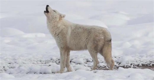 Montana House committee hears proposed wolf hunting bills