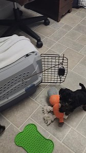 Miri's maltipoo puppies playing. | Barbara, Hiltons Poodles plus and maltipoo with videos