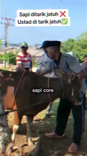 angry cow, funny moments😂