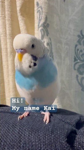 Budgie intro #talkingparakeet #talkingbudgie #parakeet #budgiesounds #cutebird