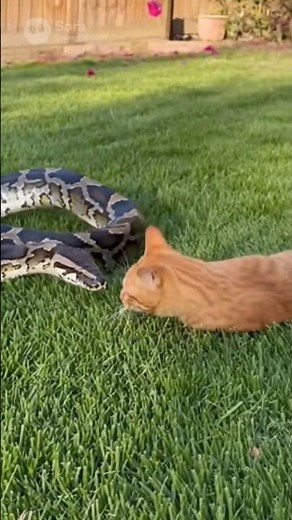CAT vs PYTHON on the Lawn: Backyard BATTLE!잔디밭에서의 고양이 대 비단뱀: 뒷마당 배틀!芝生で猫対ニシキヘビ：裏庭バトル！#cat #python