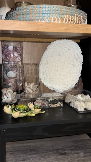 Official Shellll-ffff for my personals 😍 #shelltok #shelling #florida #beachcombing #seashellart