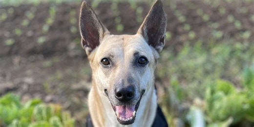 Balay Dako issues statement on aspin incident