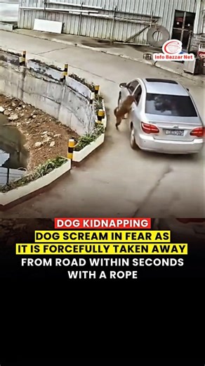 A very shocking video of an alleged dog abduction has gone viral, leaving people on social media disturbed, angry, and disheartened. The clip shows two street dogs walking peacefully in what appears to be their neighbourhood, unaware of the danger waiting for them. In the video, the two dogs are seen taking a calm stroll along a main road. Everything looks normal at first, until a car suddenly approaches from the opposite direction. As the vehicle comes closer, it noticeably slows down near the 
