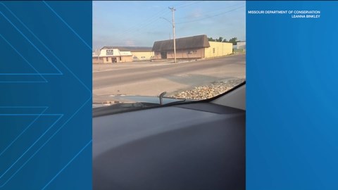 Black rat snake seen on hood of vehicle in Missouri