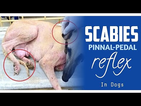 SCABIES- PINNAL-PEDAL SCRATCH REFLEX IN DOGS