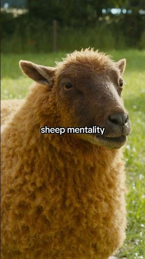 Sheeple. #TheSheepDetectives is only in cinemas on 8 May.