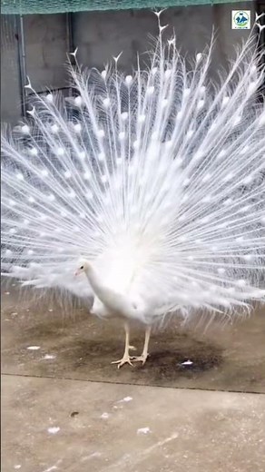 India Fight Peacock breeding Pier Indian blue & white peacock #Viral YouTubeshorts #trendingvideo