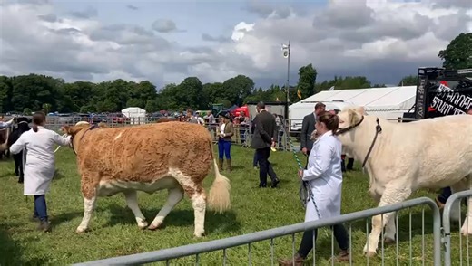 The sun is shining at the Angus show in Brechin where the interbreed cattle champion is being judged | The Scottish Farmer