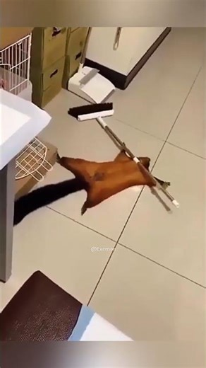 The Most Dramatic Squirrel You’ll See Today