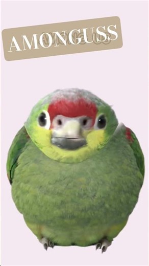 AMUNGAS