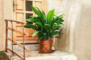 Cast Iron Plant: Care & Growing Tips Anyone Can Follow | LoveToKnow