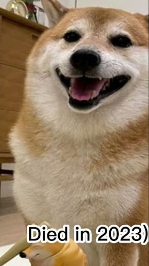 legendary Dog memes (then vs now) R.I.P #doge #memes