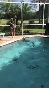 Sheriff's deputies in Florida helped a licensed trapper get a 9-foot gator out of a resident's swimming pool Thursday morning. https://nbc4i.co/2HKA8nb | NBC4