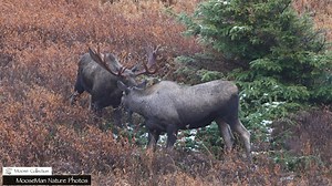 36K views · 1K reactions | Let’s continue with last year’s rutting...