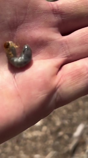 Cutworms and what to do about it. #cutworms #gardenpests