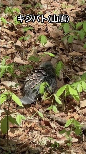 羽の手入れをするキジバト キジバトの羽繕い #キジバト #山鳩 #野鳥