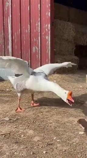 😱 Goose Fights a Weasel as a Fearless Farm Guardian in a Raw Real-Life Clash #shorts #animals 🦢🐍