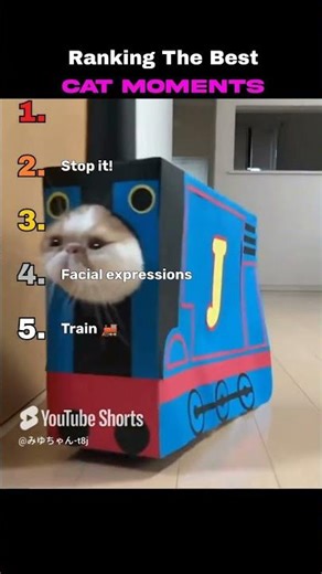 The best CAT MOMENTS